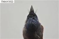 黑枕藍鶲藏品圖，第8張